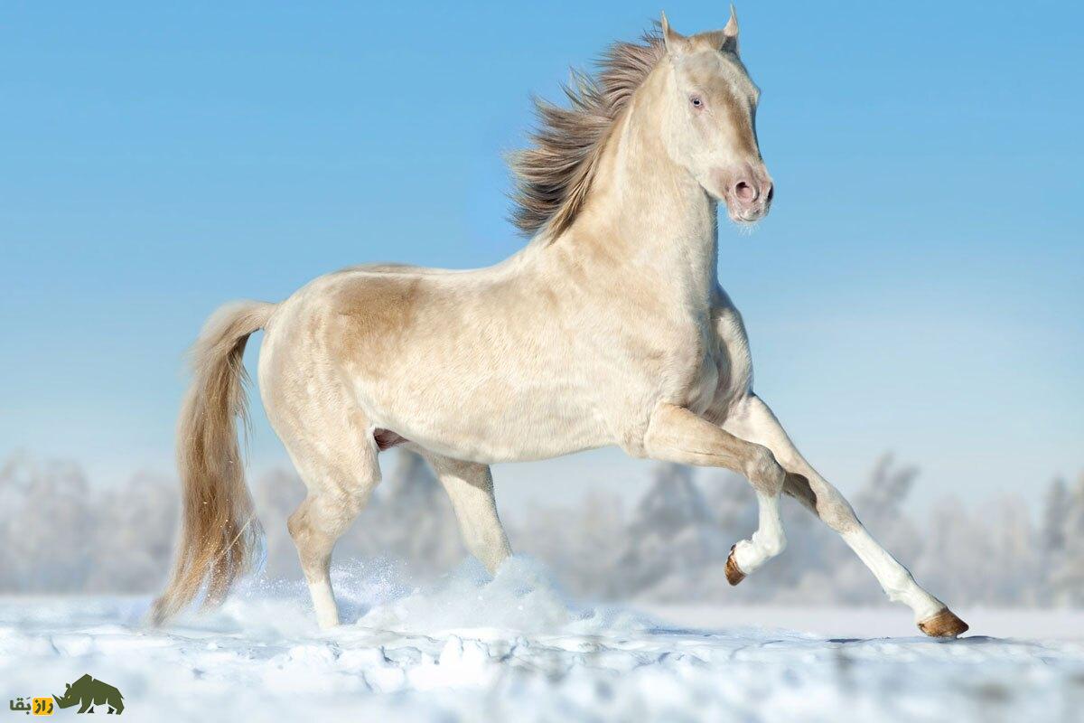 «آخال تکه» عروس اسبهای جهان؛ طلای زندهای که نماد ملی ترکمنستان است! «آخال تکه» عروس اسبهای جهان؛ طلای زندهای که نماد ملی ترکمنستان است!