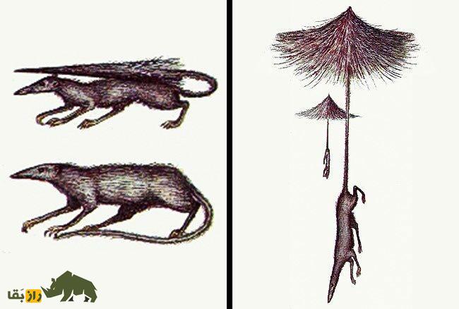 ۱۰ گونه جانوری عجیب و انسانهایی که در آینده وجود خواهند داشت ۱۰ گونه جانوری عجیب و انسانهایی که در آینده وجود خواهند داشت