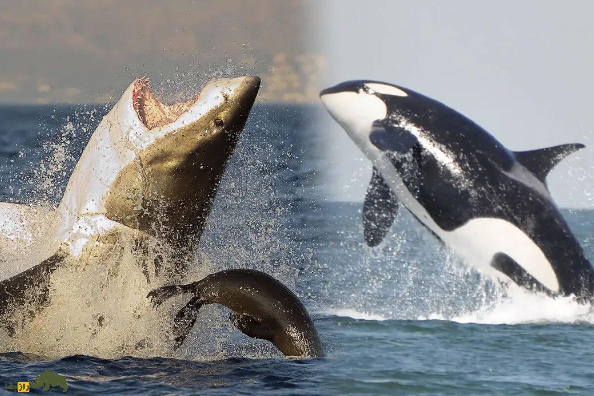 سلطان واقعی اقیانوس؛ ترسناک‌ترین کوسه‌های جهان، برای این حیوان یک غذای خوشمزه هستند!