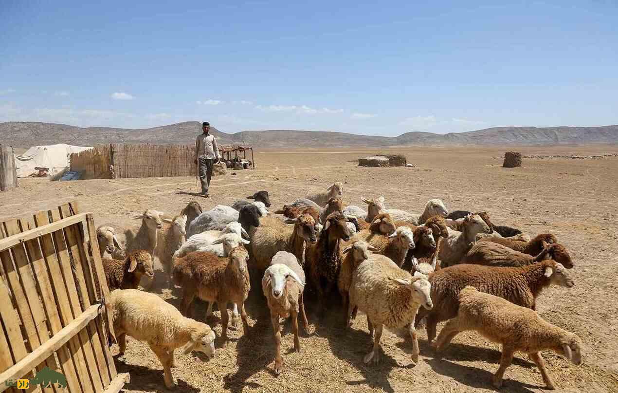گوسفند کُردی؛ گوسفند «تکشاخ» ایرانی؛ کدام نژاد کردی بهتر است، کردی کردستان یا کردی خراسان؟ گوسفند کُردی؛ گوسفند «تکشاخ» ایرانی؛ کدام نژاد کردی بهتر است، کردی کردستان یا کردی خراسان؟