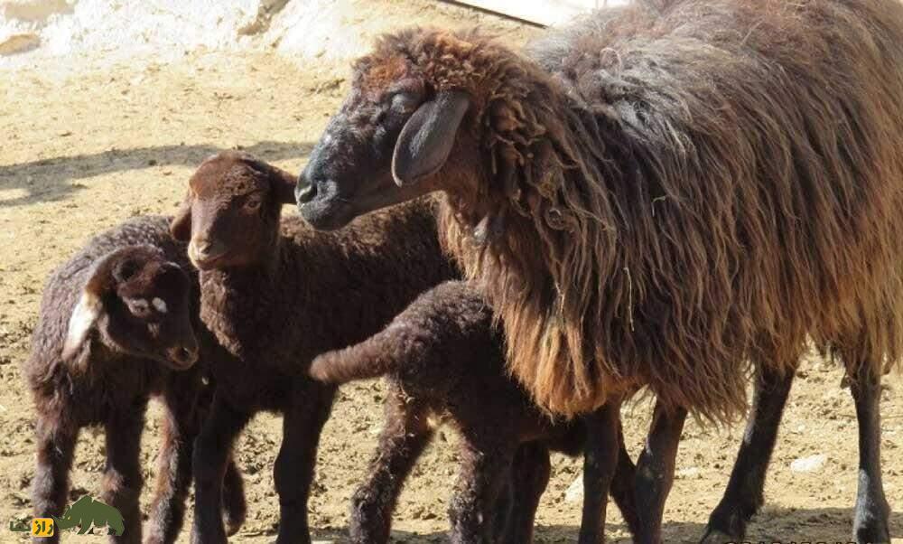 گوسفند کُردی؛ کدام نژاد کردی بهتر است، کردی کردستان یا کردی خراسان؟ گوسفند کُردی؛ کدام نژاد کردی بهتر است، کردی کردستان یا کردی خراسان؟