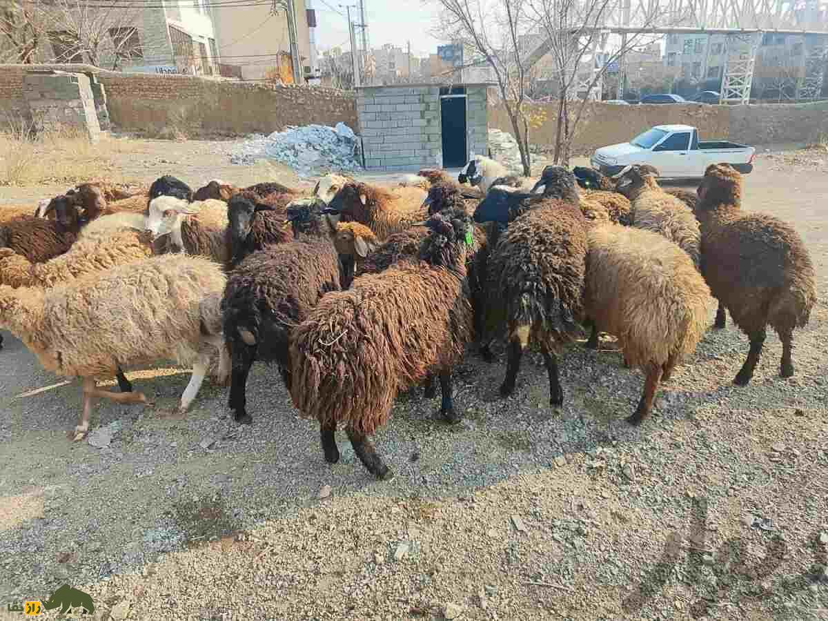 گوسفند کُردی؛ کدام نژاد کردی بهتر است، کردی کردستان یا کردی خراسان؟ گوسفند کُردی؛ کدام نژاد کردی بهتر است، کردی کردستان یا کردی خراسان؟