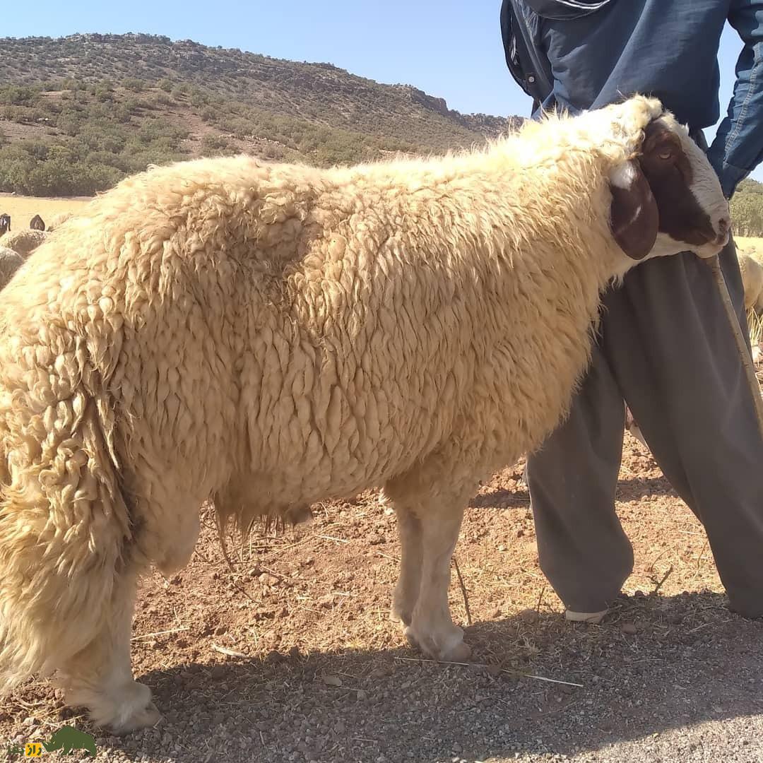 گوسفند سنجابی