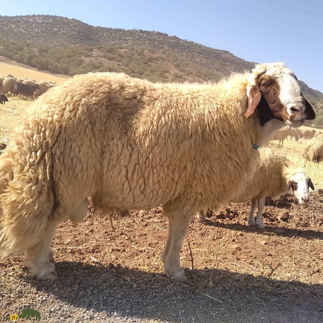 گوسفند سنجابی