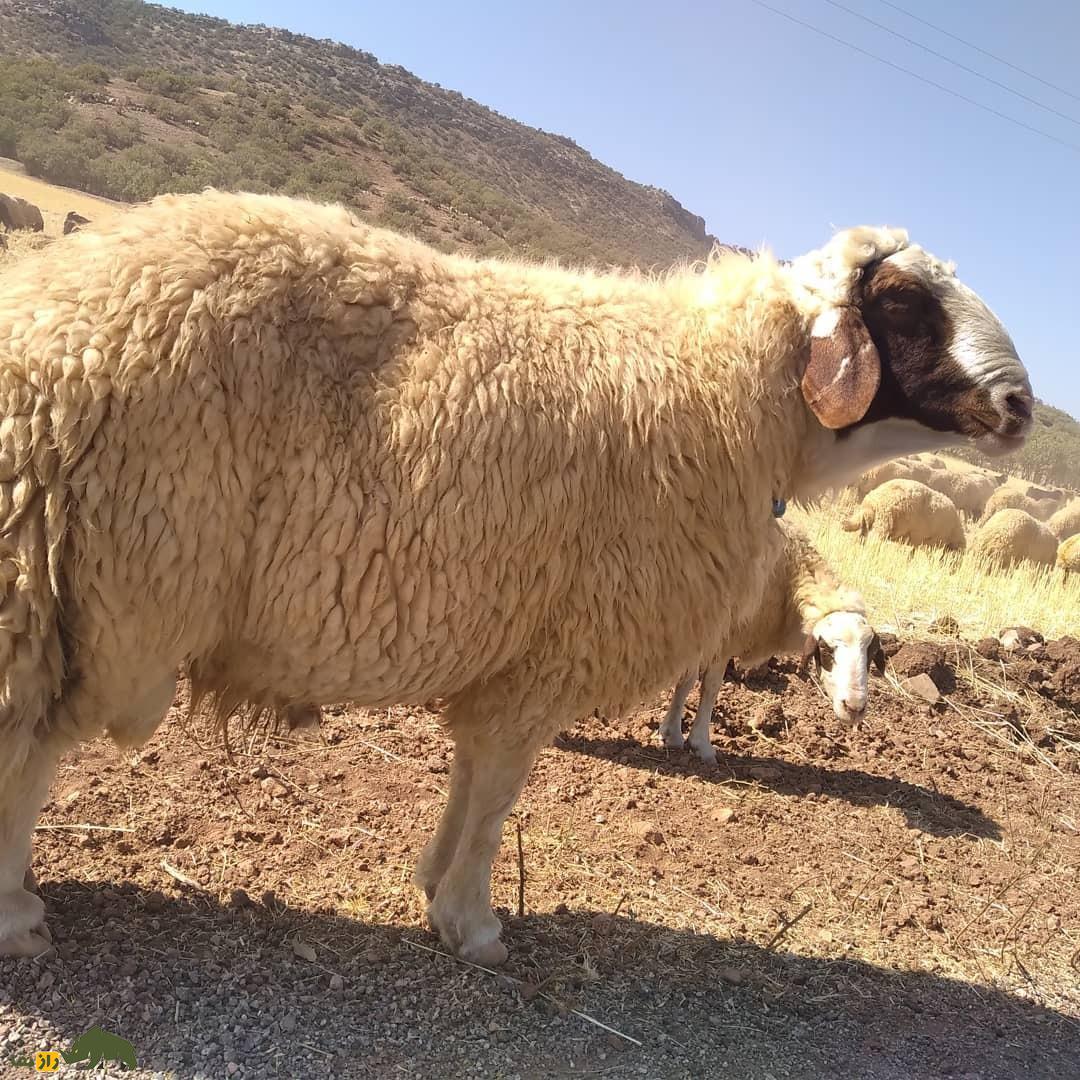 گوسفند سنجابی