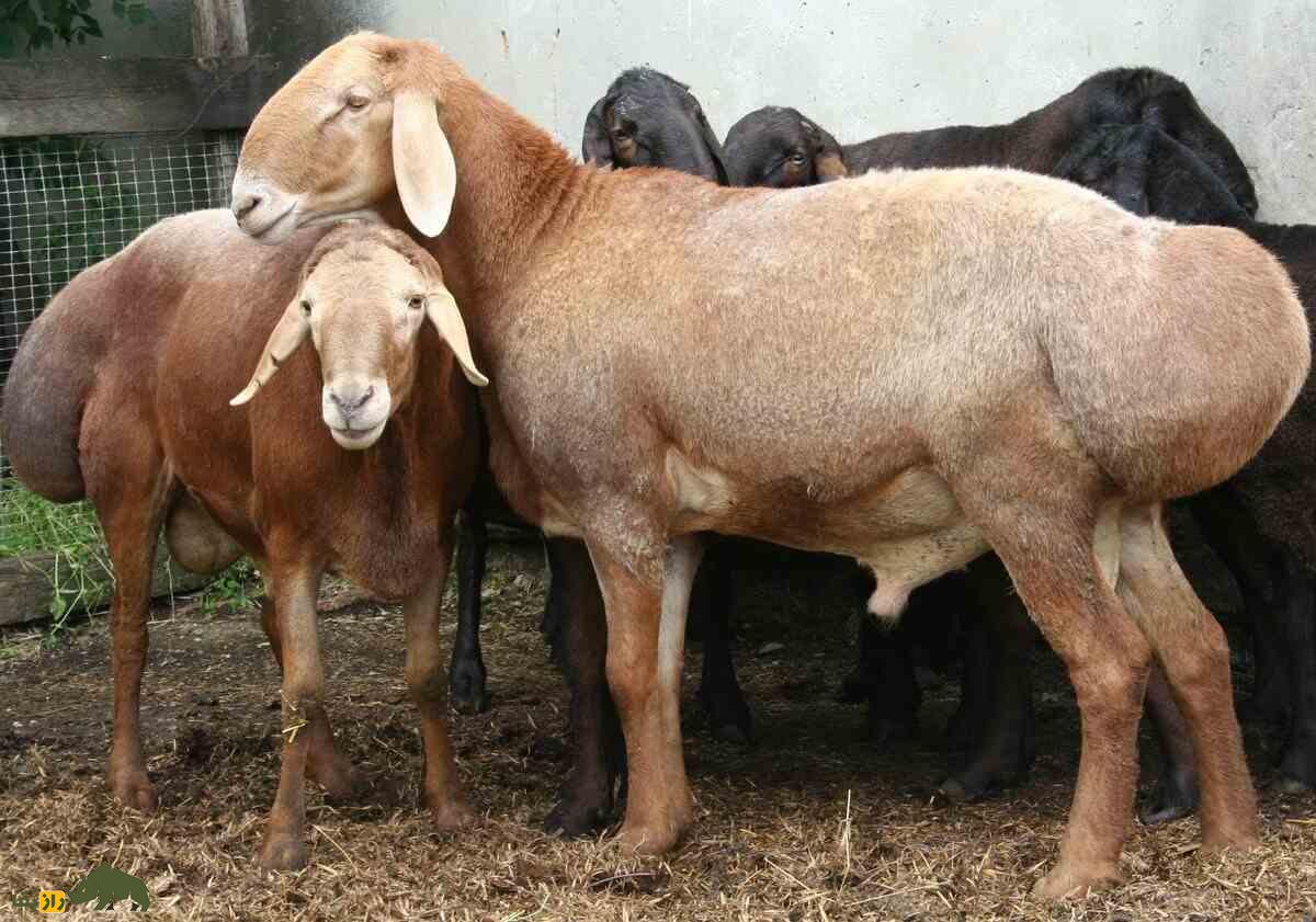 گوسفند «دمدراز»؛ گوسفندی که به جای دنبه، دم بلند دارد و در ۶ ماه ۴۰ کیلو گوشت میدهد گوسفند «دمدراز»؛ گوسفندی که به جای دنبه، دم بلند دارد و در ۶ ماه ۴۰ کیلو گوشت میدهد