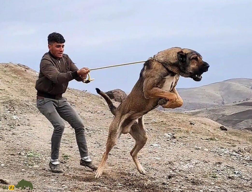 سگ سرابی
