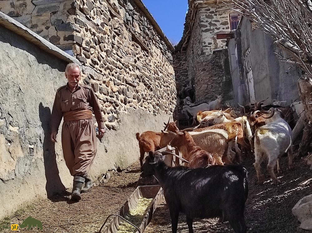 بز «مَرخز» کردستان؛ بُز کمیابی که تنها در شهر بانه پیدا میشود بز «مَرخز» کردستان؛ بُز کمیابی که تنها در شهر بانه پیدا میشود