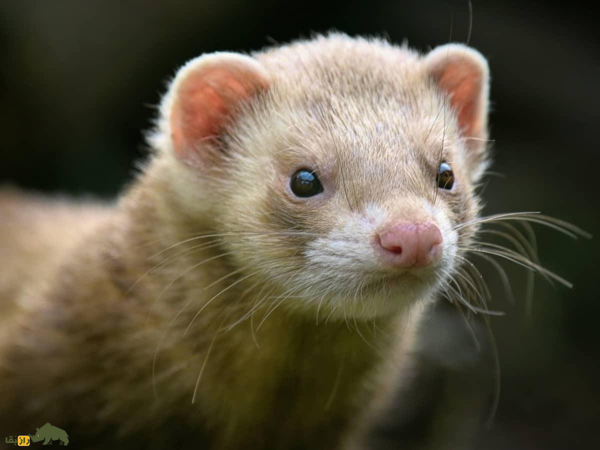 عجایب جنسی حیوانات؛ از اردک هوسران تا مار دوجنسهای که دو آلت دارد! موش خرما یا راسوی اهلی Ferret