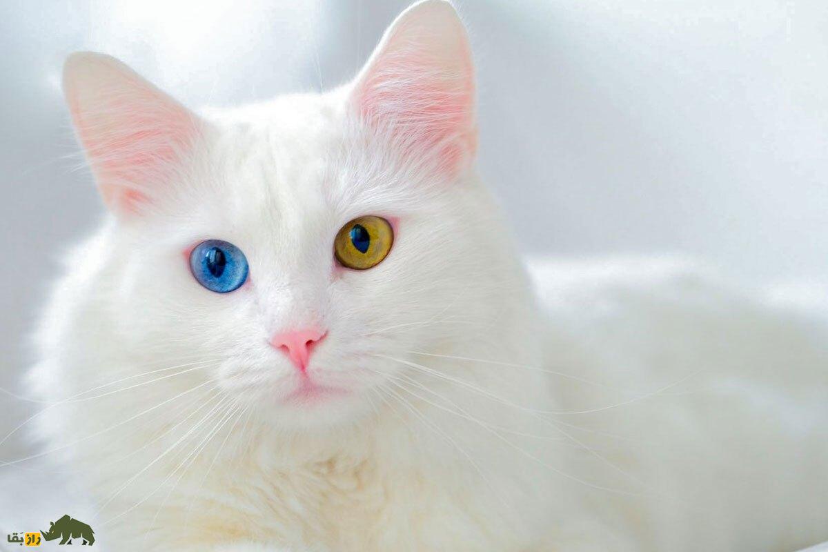 «گربه وان»؛ گربهای با چشمهایی عجیب که فقط در شهر وان ترکیه وجود دارد! گربه وان
