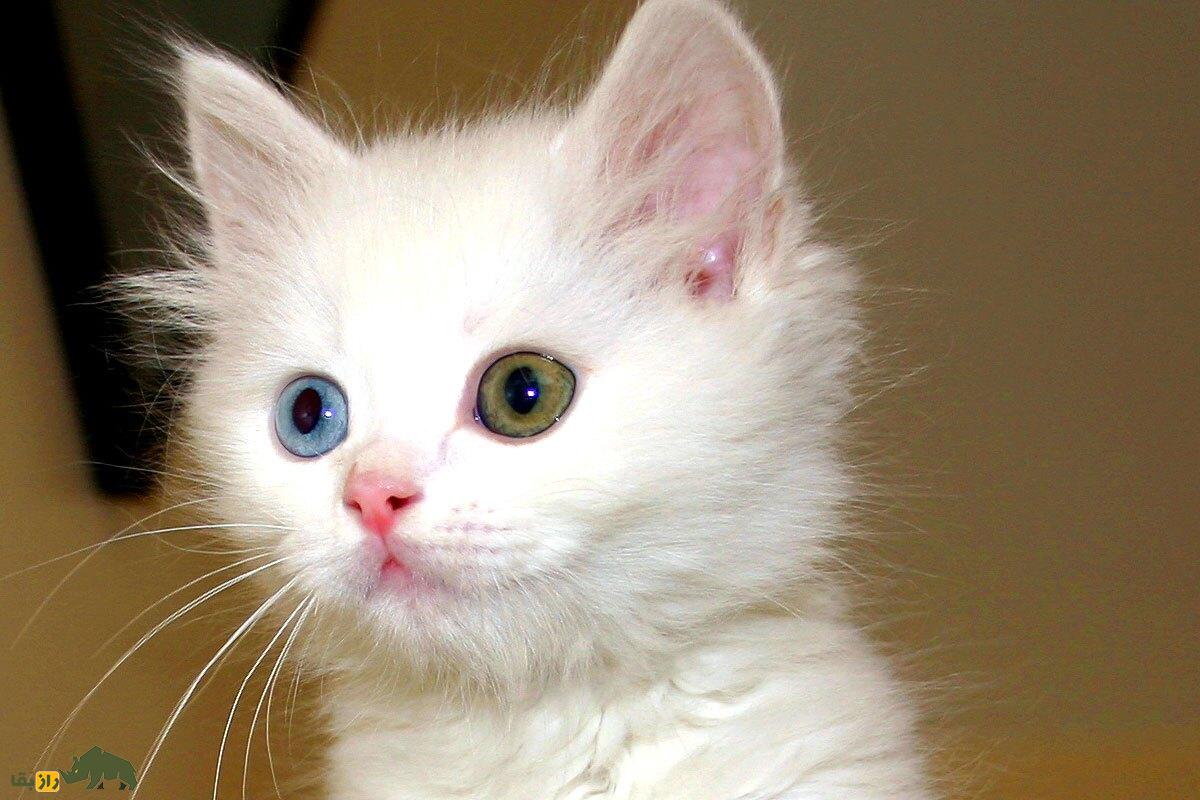 «گربه وان»؛ گربهای با چشمهایی عجیب که فقط در شهر وان ترکیه وجود دارد! گربه وان