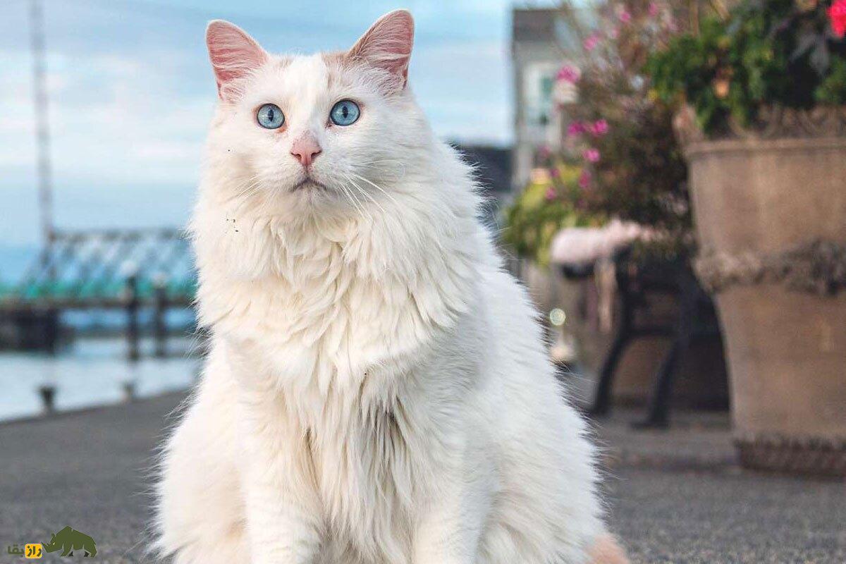 «گربه وان»؛ گربهای با چشمهایی عجیب که فقط در شهر وان ترکیه وجود دارد! گربه وان