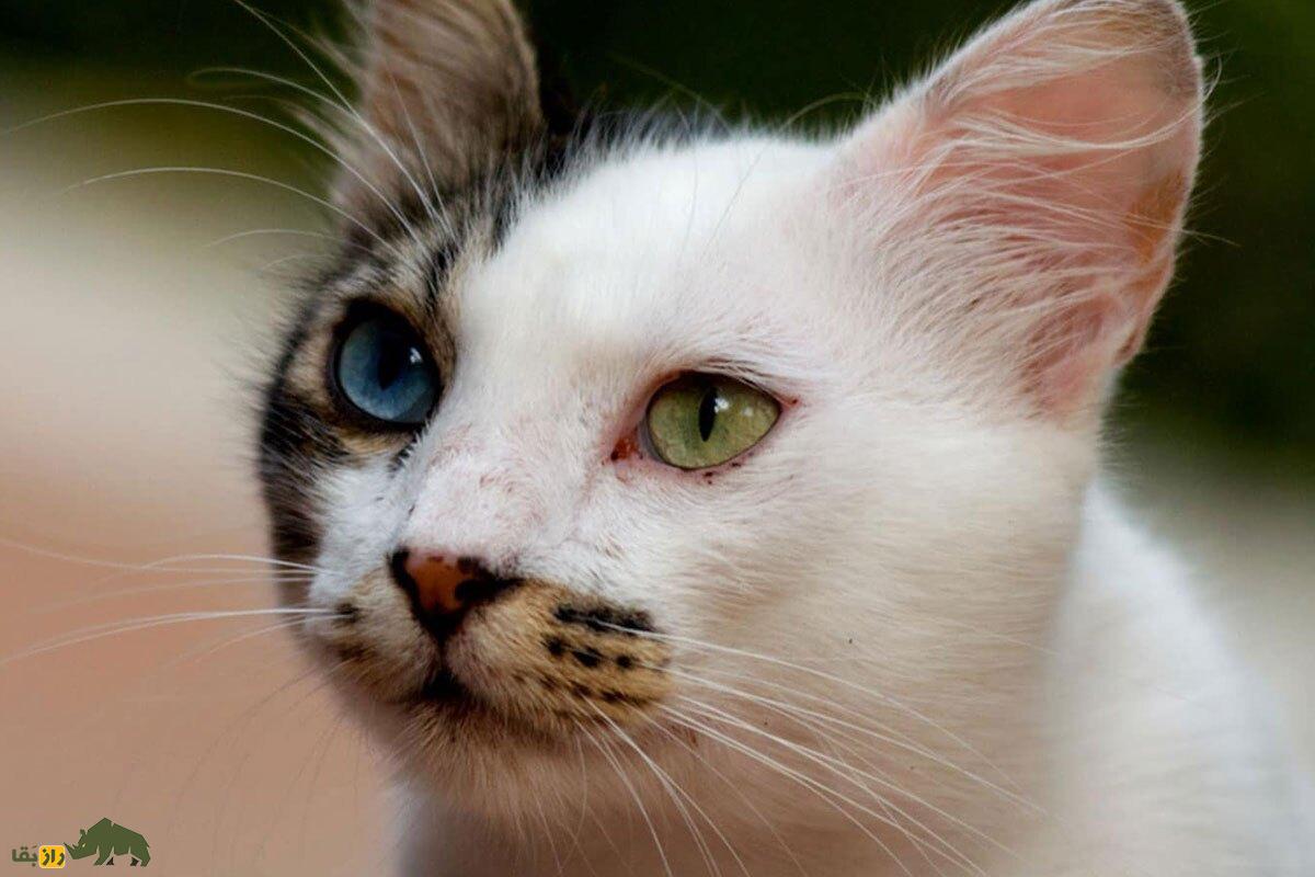 «گربه وان»؛ گربهای با چشمهایی عجیب که فقط در شهر وان ترکیه وجود دارد! گربه وان