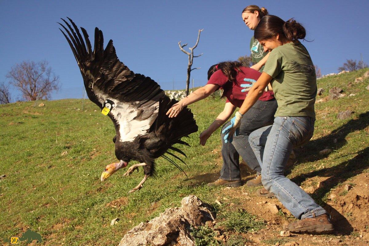 پرنده‌ای که ۱۶۰ کیلومتر را بدون بال زدن پرواز می‌کند!