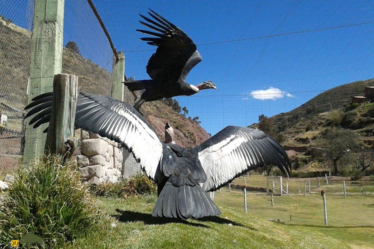 پرنده‌ای که ۱۶۰ کیلومتر را بدون بال زدن پرواز می‌کند!