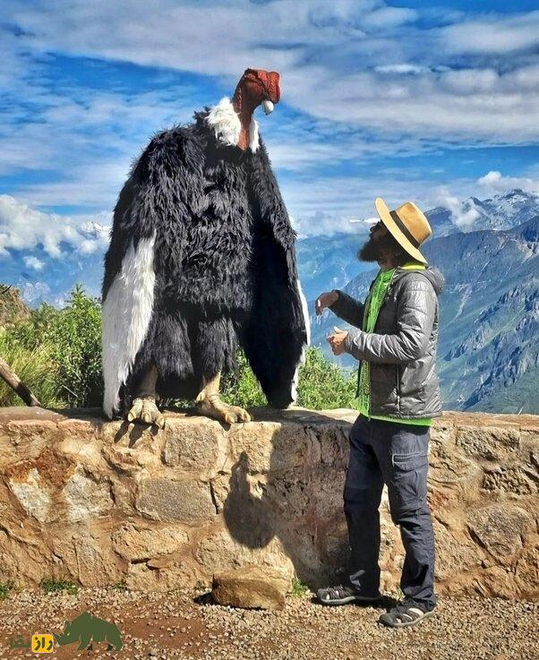 پرنده‌ای که ۱۶۰ کیلومتر را بدون بال زدن پرواز می‌کند!