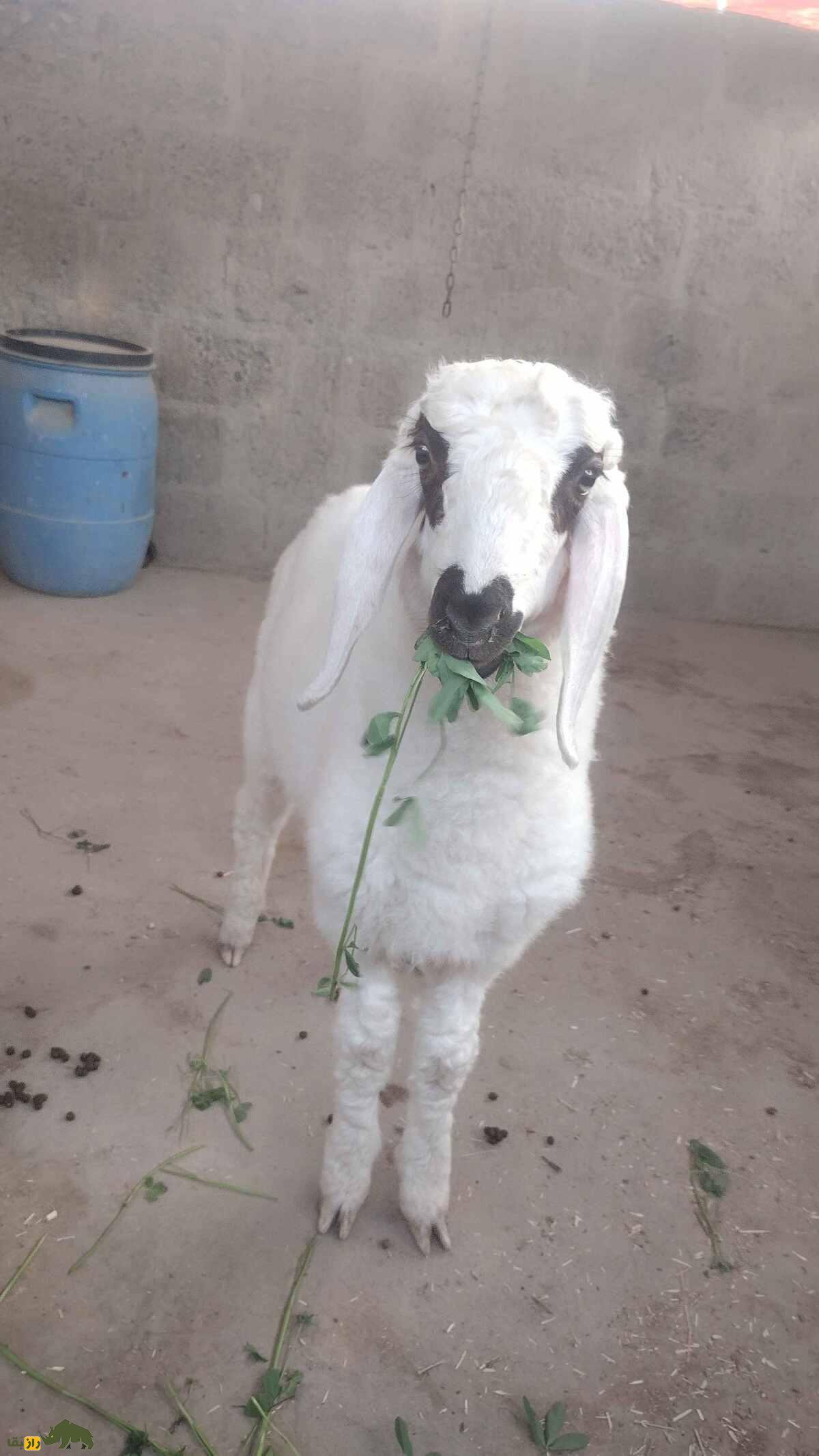 گوسفند «چولستانی» پاکستان؛ گوسفند دُم‌دراز چند منظوره برای تولید گوشت و پشم و شیر