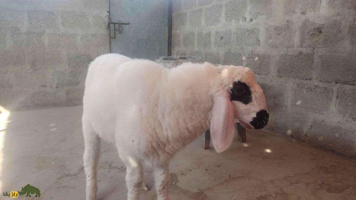 گوسفند «چولستانی» پاکستان؛ گوسفند دُم‌دراز چند منظوره برای تولید گوشت و پشم و شیر
