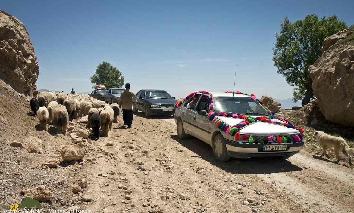 گوسفند لری بختیاری؛ بهترین گوسفند ایران برای پرواربندی گوسفند لری بختیاری؛ بهترین گوسفند ایران برای پرواربندی