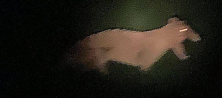 عکسی که جهان را تکان داد؛ دیده شدن حیوانی که ۹۰ سال پیش منقرض شده بود تصویر ببر تاسمانی