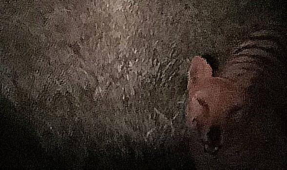 عکسی که جهان را تکان داد؛ دیده شدن حیوانی که ۹۰ سال پیش منقرض شده بود عکسی که جهان را تکان داد؛ دیده شدن حیوانی که ۹۰ سال پیش منقرض شده بود