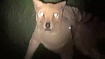 عکسی که جهان را تکان داد؛ دیده شدن حیوانی که ۹۰ سال پیش منقرض شده بود عکسی که جهان را تکان داد؛ دیده شدن حیوانی که ۹۰ سال پیش منقرض شده بود