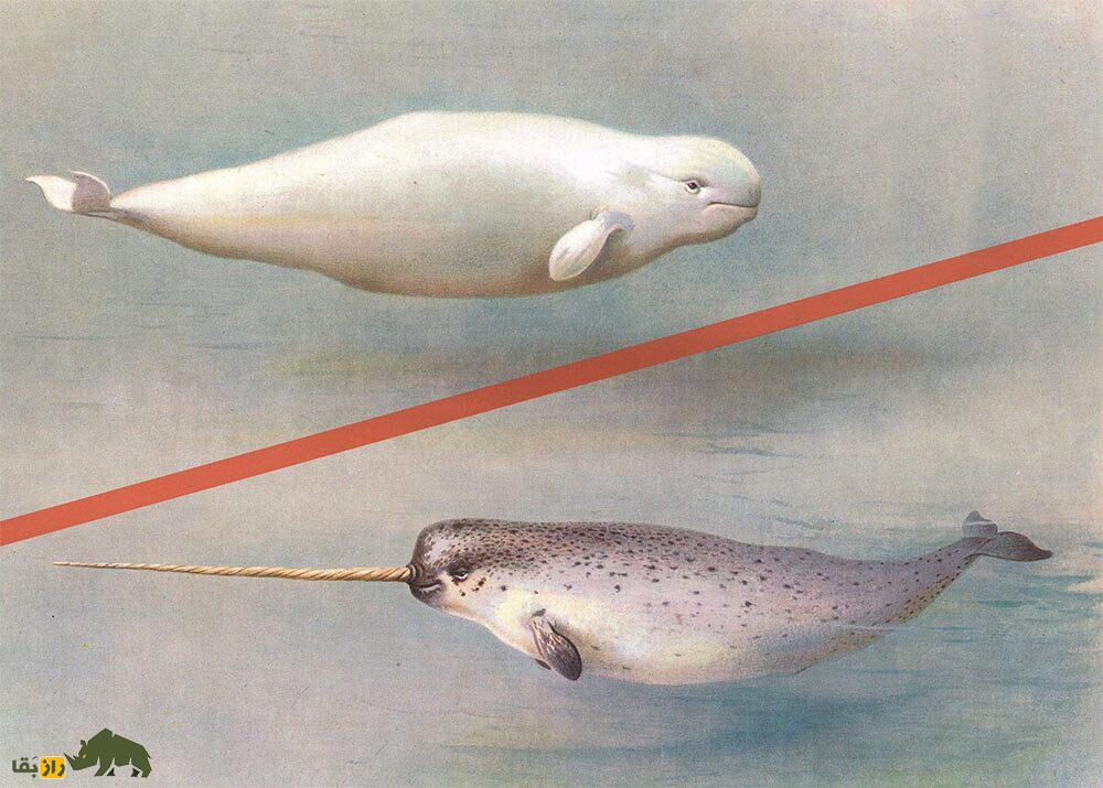 «نارلوگا»؛ حیوانی خارق‌العاده که نتیجه جفت‌گیری عجیب دو موجود دریایی است!