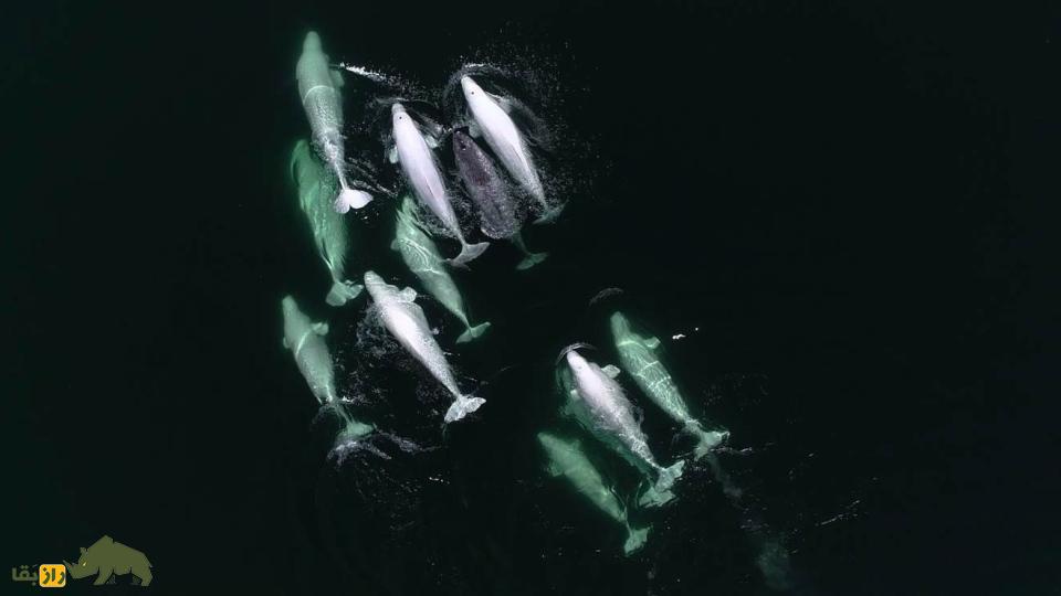 «نارلوگا»؛ حیوانی خارق‌العاده که نتیجه جفت‌گیری عجیب دو موجود دریایی است!