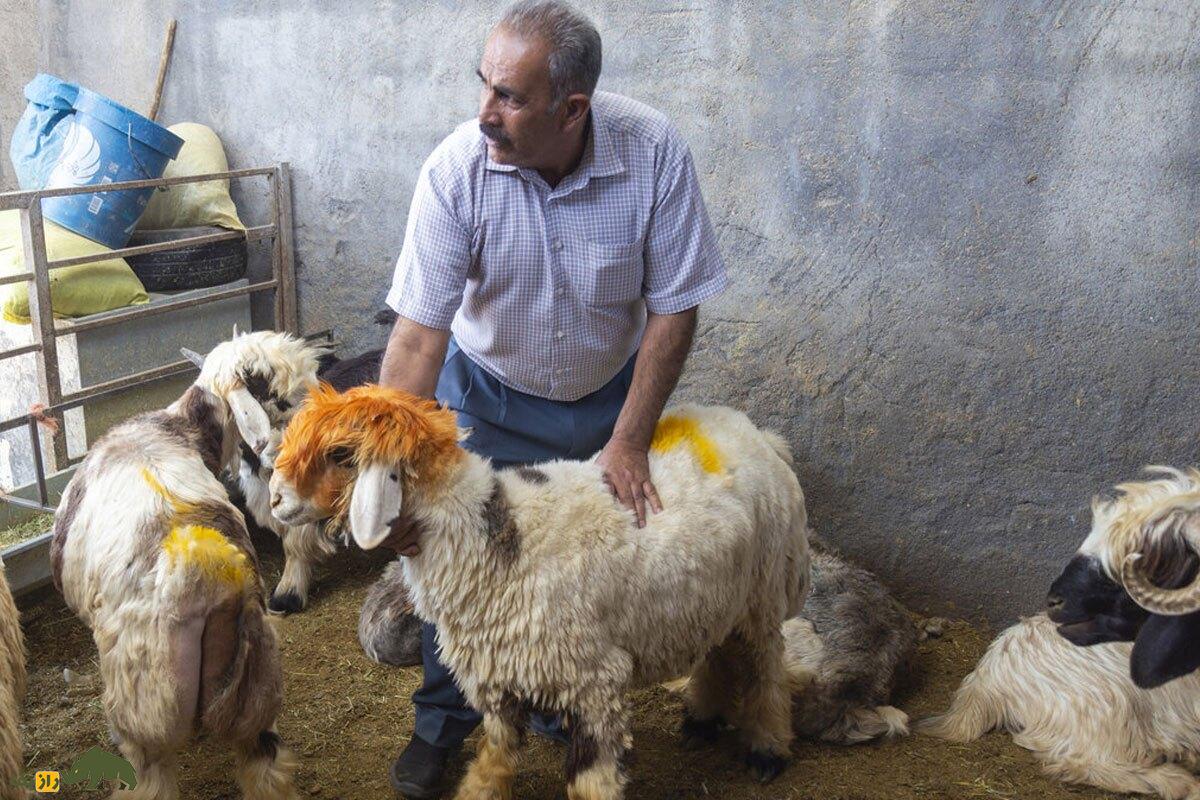 گوسفند لری بختیاری؛ گوسفند گوشتی و غولپیکری که بهترین نژاد گوسفند در ایران است گوسفند لری بختیاری