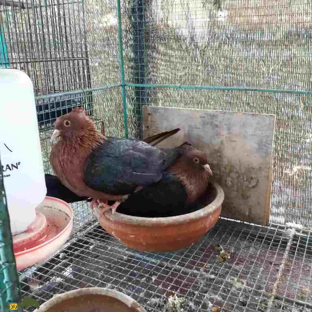 کبوتر «آرشینگل»؛ کفتر براق روسیالاصل که عاشق رقصیدن است کبوتر «آرشینگل»؛ کفتر براق روسیالاصل که عاشق رقصیدن است
