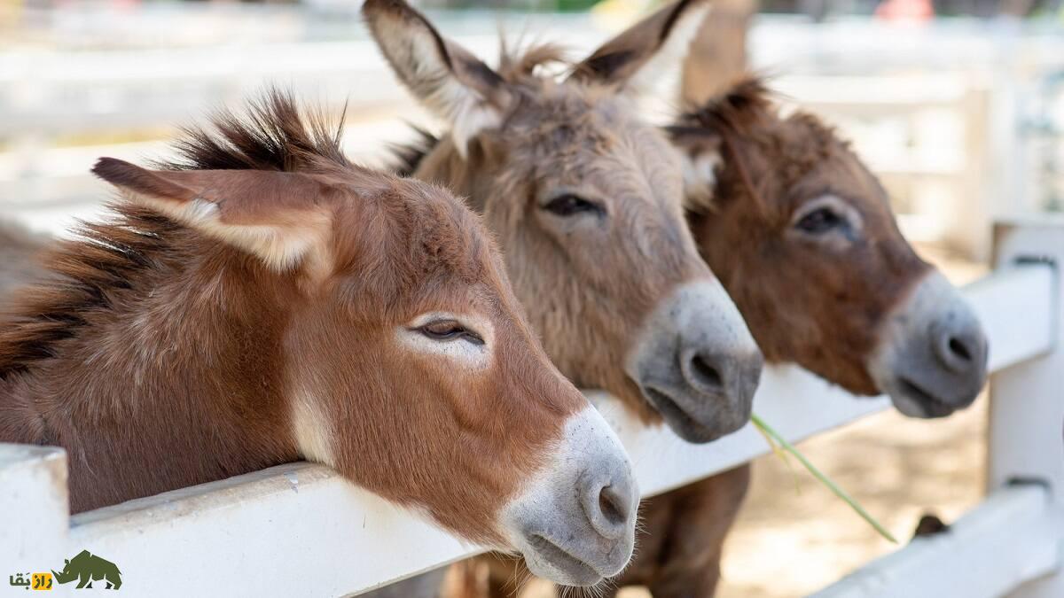«الاغ بالکان»؛ الاغی با گران‌ترین پنیر دنیا؛ هر کیلو ۸۰ میلیون تومان که «نواک جوکوویچ» مشتری پروپاقرص آن است