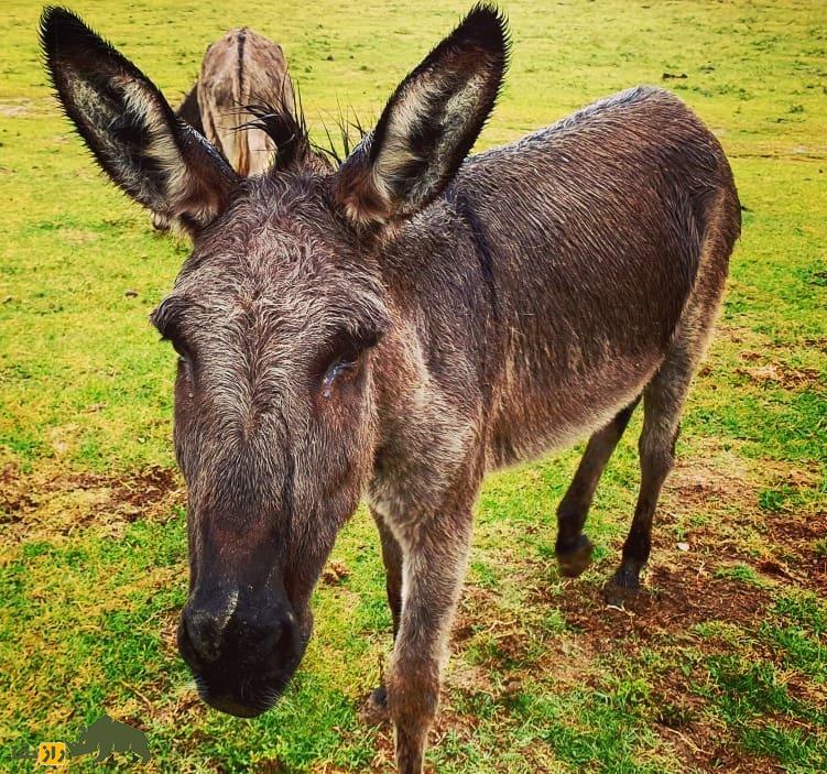 «الاغ بالکان»؛ الاغی با گران‌ترین پنیر دنیا؛ هر کیلو ۸۰ میلیون تومان که «نواک جوکوویچ» مشتری پروپاقرص آن است
