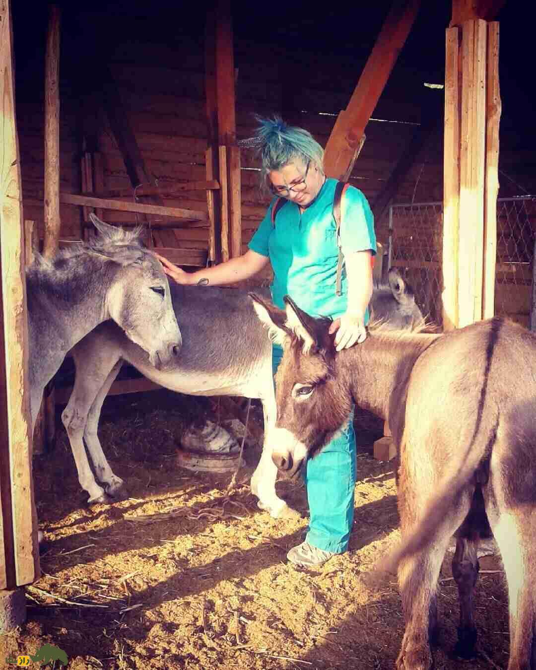 «الاغ بالکان»؛ الاغی با گران‌ترین پنیر دنیا؛ هر کیلو ۸۰ میلیون تومان که «نواک جوکوویچ» مشتری پروپاقرص آن است