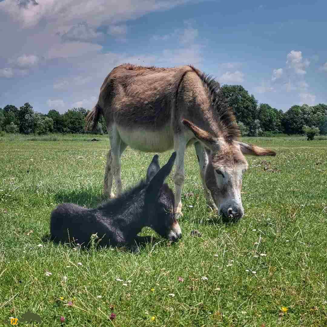 «الاغ بالکان»؛ الاغی با گران‌ترین پنیر دنیا؛ هر کیلو ۸۰ میلیون تومان که «نواک جوکوویچ» مشتری پروپاقرص آن است