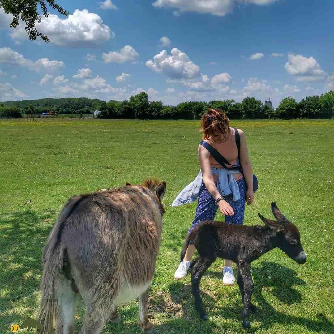 «الاغ بالکان»؛ الاغی با گران‌ترین پنیر دنیا؛ هر کیلو ۸۰ میلیون تومان که «نواک جوکوویچ» مشتری پروپاقرص آن است