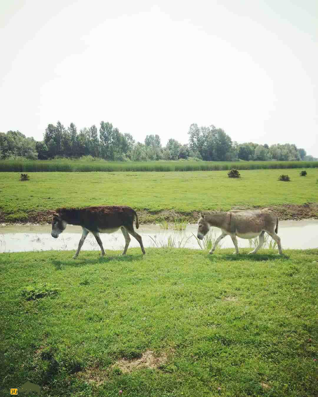 «الاغ بالکان»؛ الاغی با گران‌ترین پنیر دنیا؛ هر کیلو ۸۰ میلیون تومان که «نواک جوکوویچ» مشتری پروپاقرص آن است