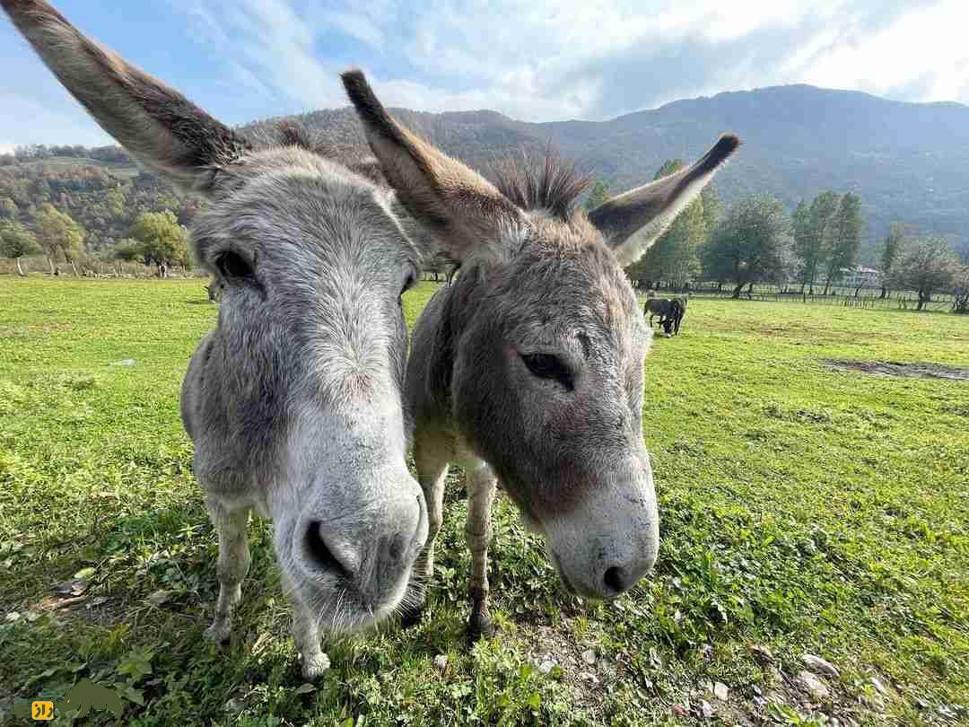 «الاغ بالکان»؛ الاغی با گران‌ترین پنیر دنیا؛ هر کیلو ۸۰ میلیون تومان که «نواک جوکوویچ» مشتری پروپاقرص آن است