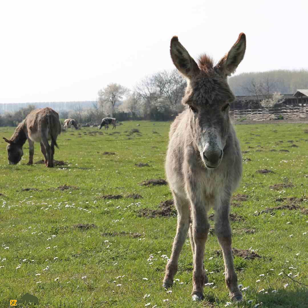 «الاغ بالکان»؛ الاغی با گران‌ترین پنیر دنیا؛ هر کیلو ۸۰ میلیون تومان که «نواک جوکوویچ» مشتری پروپاقرص آن است