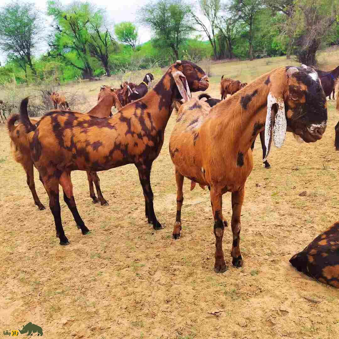 بز «سیروهی»؛ بز هندی که هزینه پایینی دارد و درآمدزایی آن بسیار بالاست