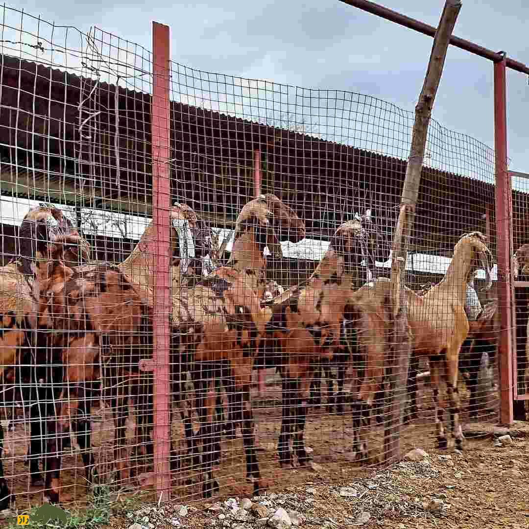 بز «سیروهی»؛ بز هندی که هزینه پایینی دارد و درآمدزایی آن بسیار بالاست