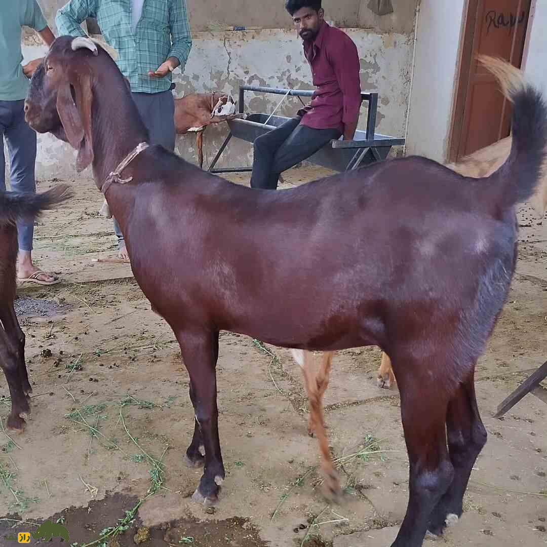 بز «سیروهی»؛ بز هندی که هزینه پایینی دارد و درآمدزایی آن بسیار بالاست