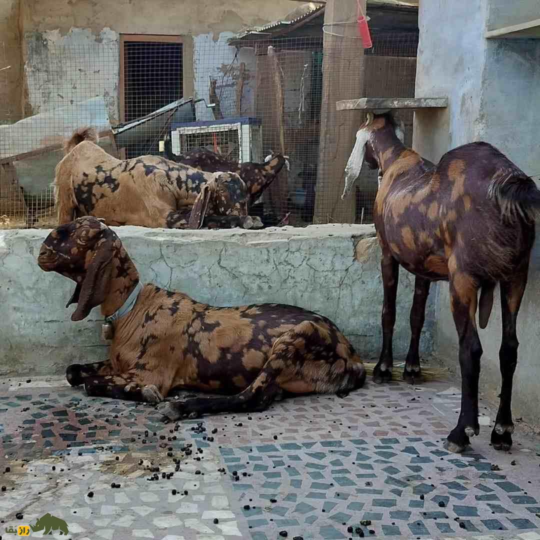 بز «سیروهی»؛ بز هندی که هزینه پایینی دارد و درآمدزایی آن بسیار بالاست