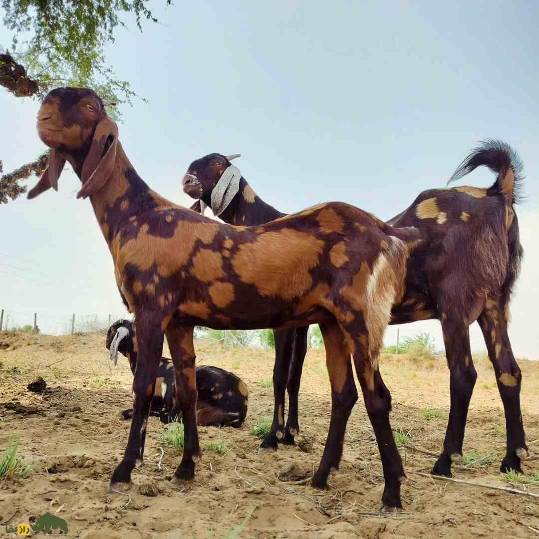 بز «سیروهی»؛ بز هندی که هزینه پایینی دارد و درآمدزایی آن بسیار بالاست