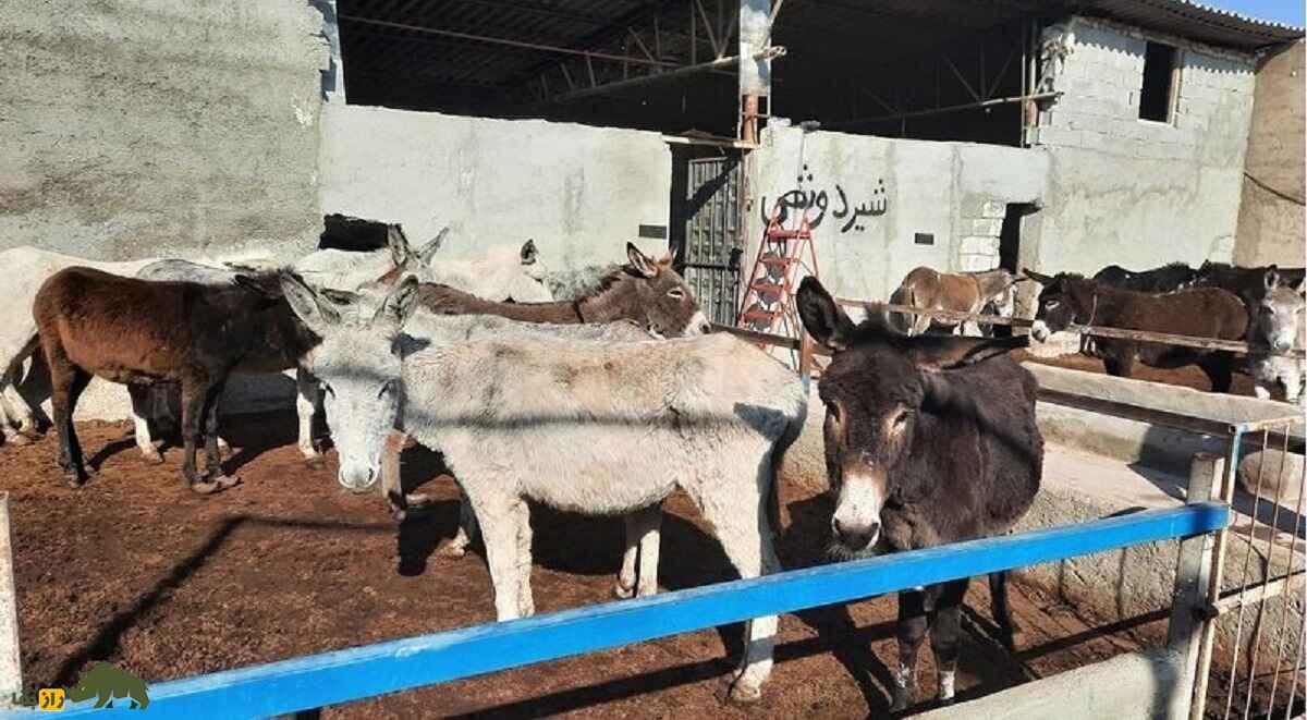 پنیر الاغ ۶۰ میلیون تومانی در تهران که صبحانه ثروتمندان ایرانی است پنیر الاغ ۶۰ میلیون تومانی در تهران که صبحانه ثروتمندان ایرانی است