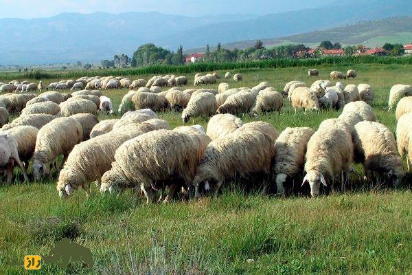 گوسفند «آچی پیام»؛ گوسفند سرسخت ترکی که از قرن پانزدهم تاکنون زنده مانده است
