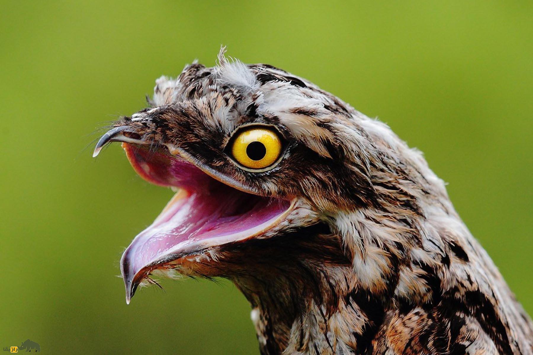 «پوتو» یا «پرنده ارواح»؛ پرنده عجیبی که شبیه قورباغه است و منجمد میشود «پوتو» یا «پرنده ارواح»؛ پرنده عجیبی که شبیه قورباغه است و منجمد میشود