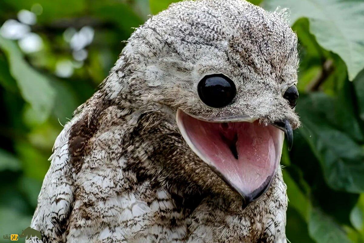 «پوتو» یا «پرنده ارواح»؛ پرنده عجیب و ترسناکی که خندههای شیطانی دارد! «پوتو» یا «پرنده ارواح»؛ پرنده عجیب و ترسناکی که خندههای شیطانی دارد!