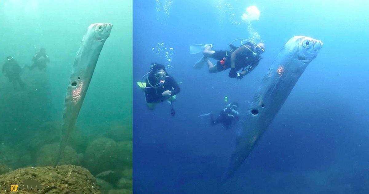 پارو ماهی؛ ماهی عجیبی که وقتی پیدا می‌شود زلزله رخ می‌دهد و با دیدن شکارچیان دمش را قطع می‌کند