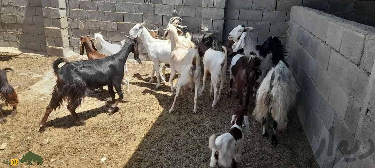 بز نجدی؛ بز خوزستانی شبیه آهو که نازک نارنجی‌ترین بز ایران است!