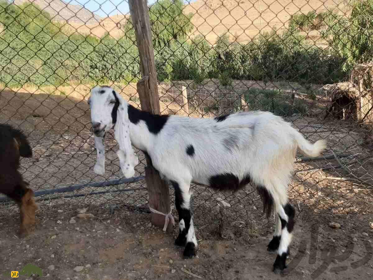 بز نجدی؛ بز خوزستانی شبیه آهو که سوسول‌ترین بز ایران است